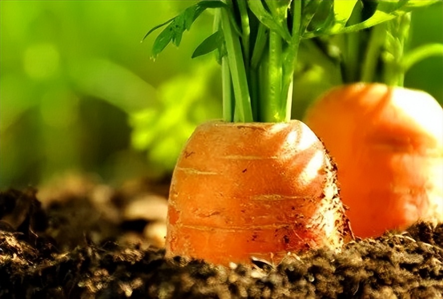 胡萝卜种子为什么大量进口,最贵的胡萝卜种子