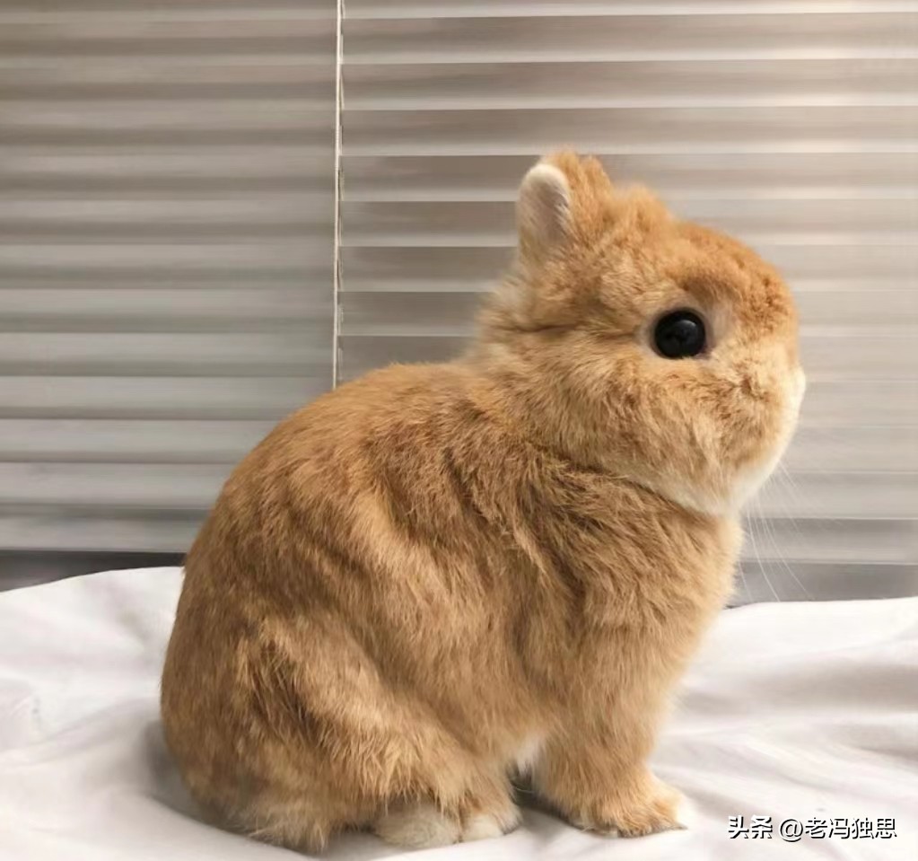 养兔秘籍侏儒兔,饲养侏儒兔日常