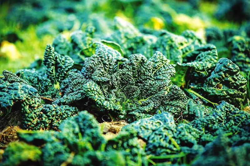 湖北著名的红茶,湖北名红茶