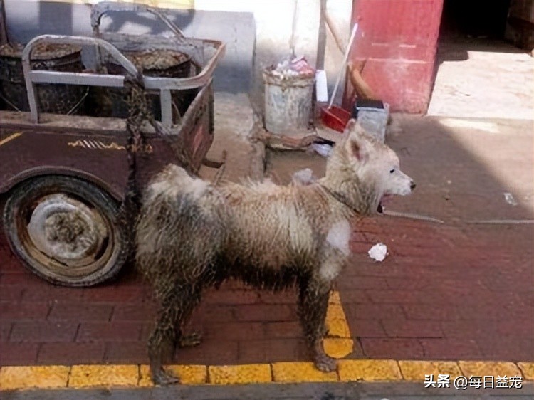 萨摩耶被这样对待，路人都看不下去了，这么好的狗可惜了