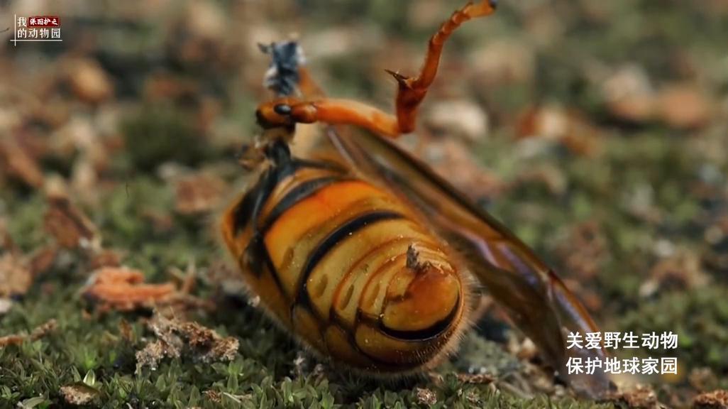 狂蜂怒号，接连遭遇挫败的金环胡蜂通过休养生息，恢复元气