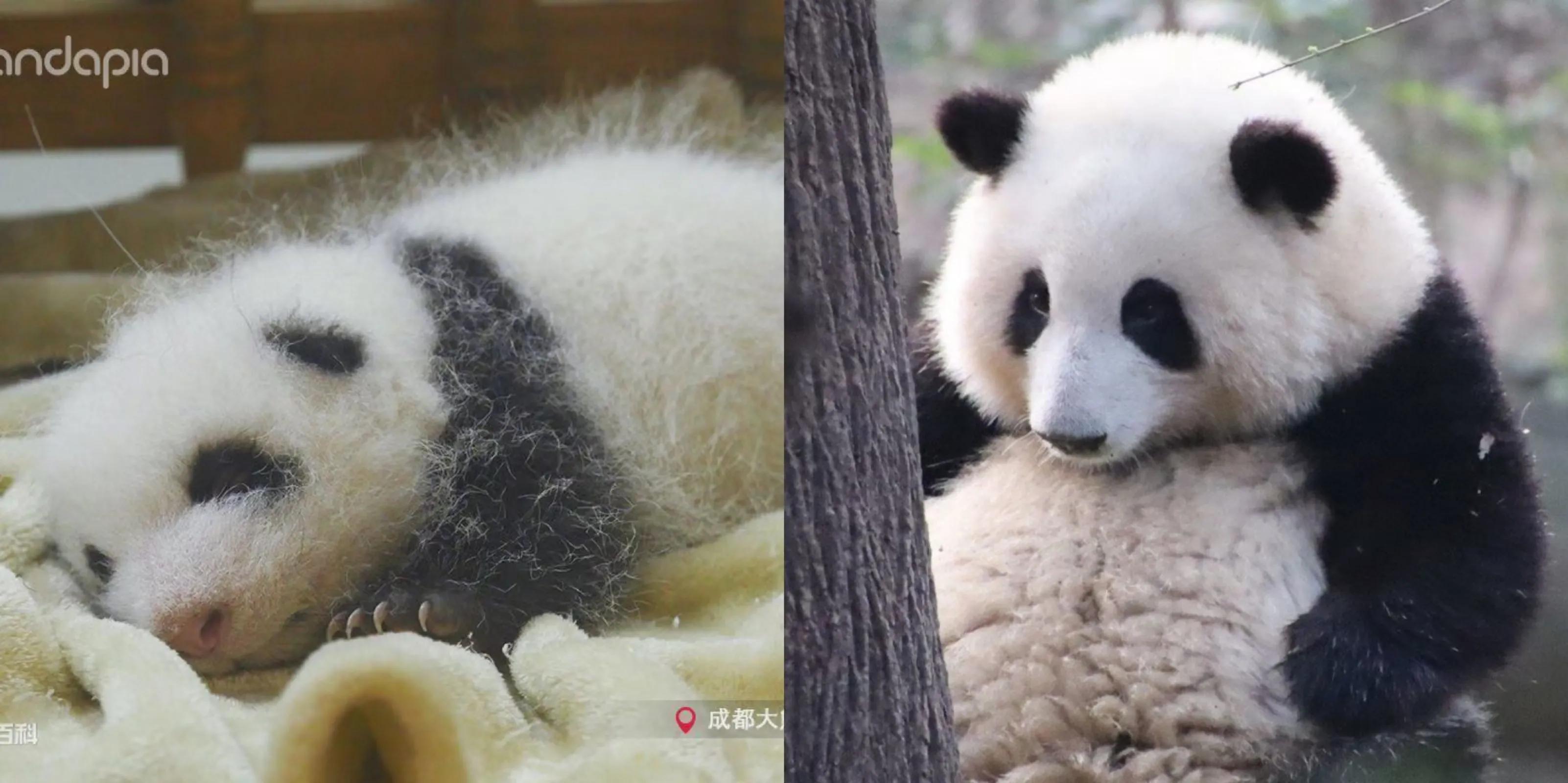 大熊猫花花和荷叶的温暖瞬间,国宝大熊猫和花萌萌哒瞬间