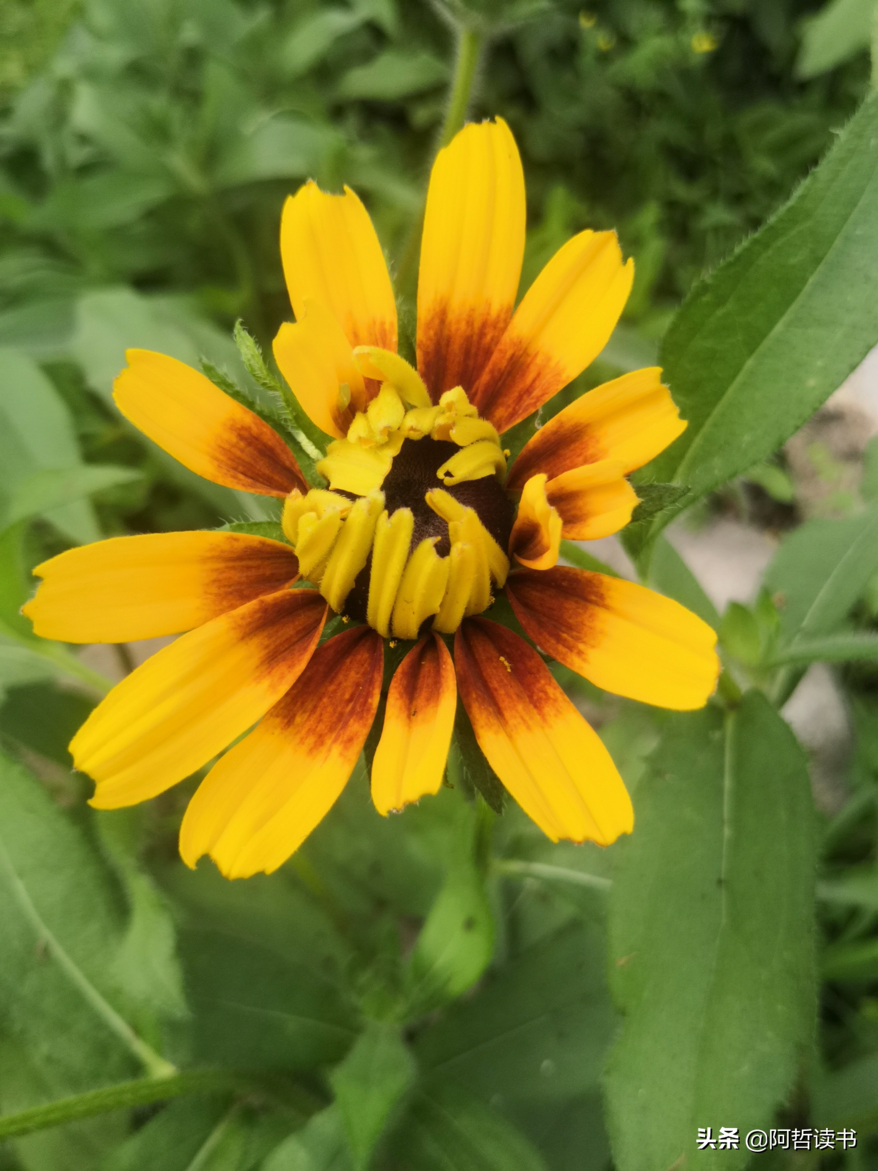 黑心金光菊:花名不雅,花姿灿烂,菊花里独特耀眼的一款