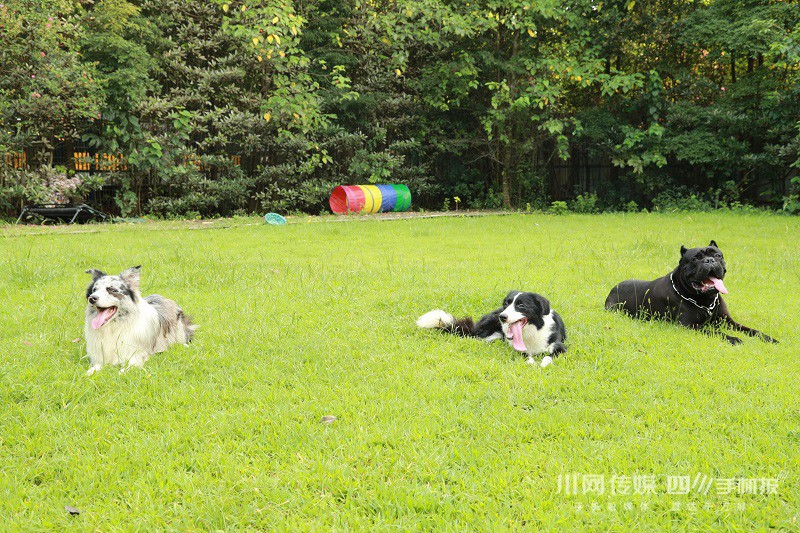 成都开了310所宠物学校，人社部发文新增宠物老师这一职业