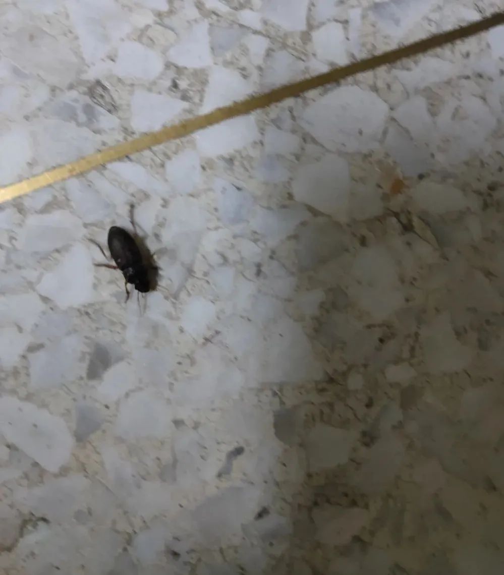 出现奇怪的小虫子怎么消灭,出现虫子怎么办