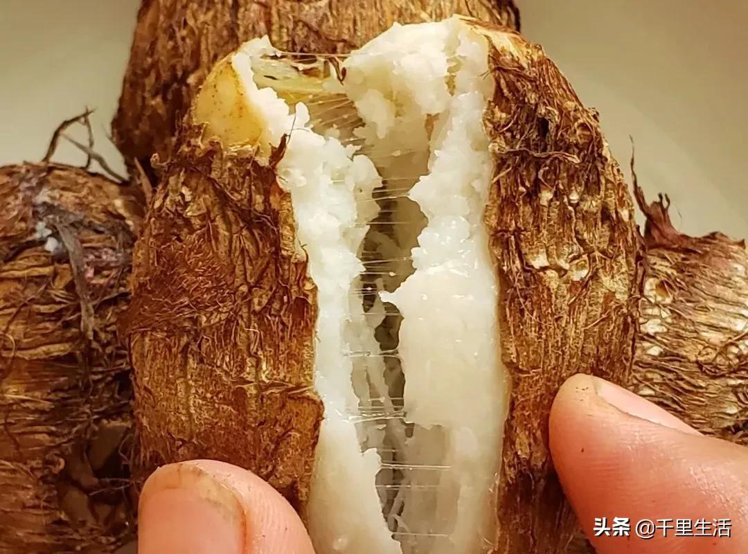 云南高山新鲜奶油芋头,云南奶油芋头做法大全