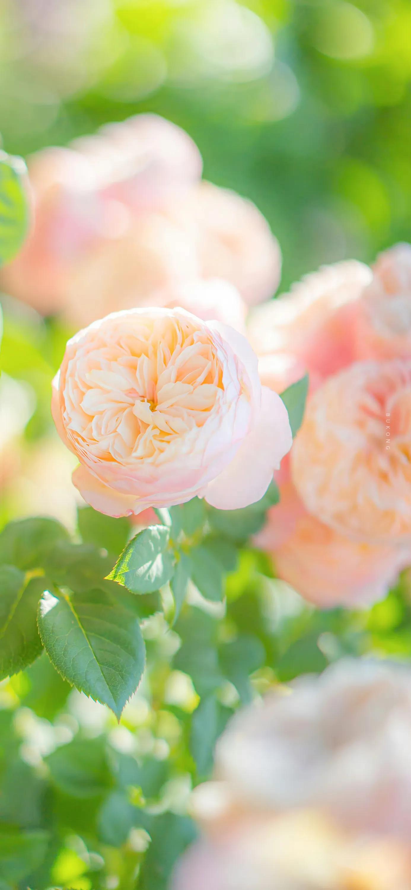 花朵壁纸高清全面屏,带花朵壁纸图片大全