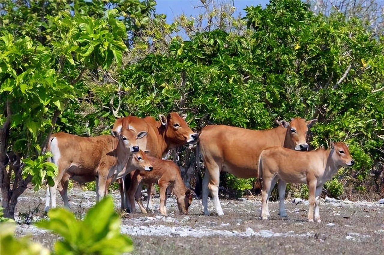 高加索野牛为什么会灭绝,高加索野牛为什么灭绝