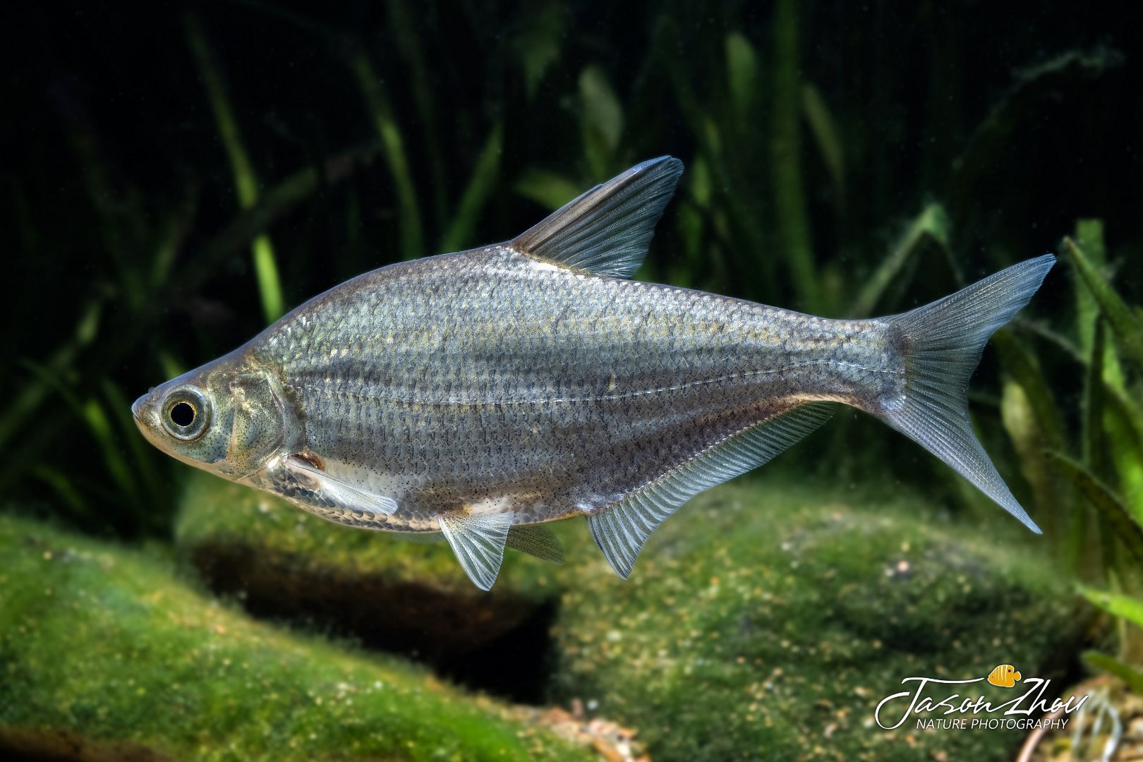 黑龙江三花五罗十八子图片,黑龙江名鱼三花五罗