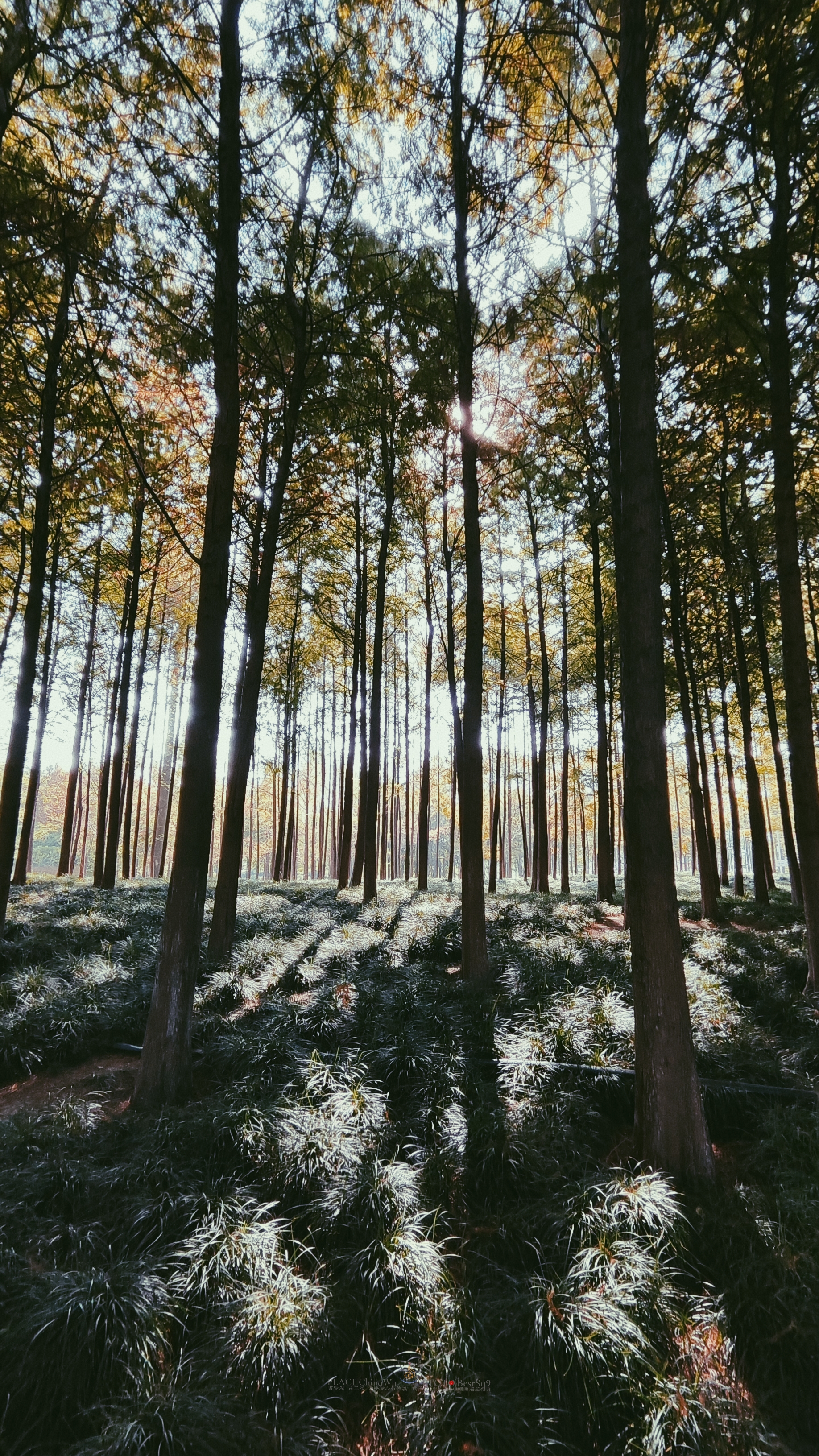 武汉内环大沙湖旅游,武汉沙湖公园最新视频