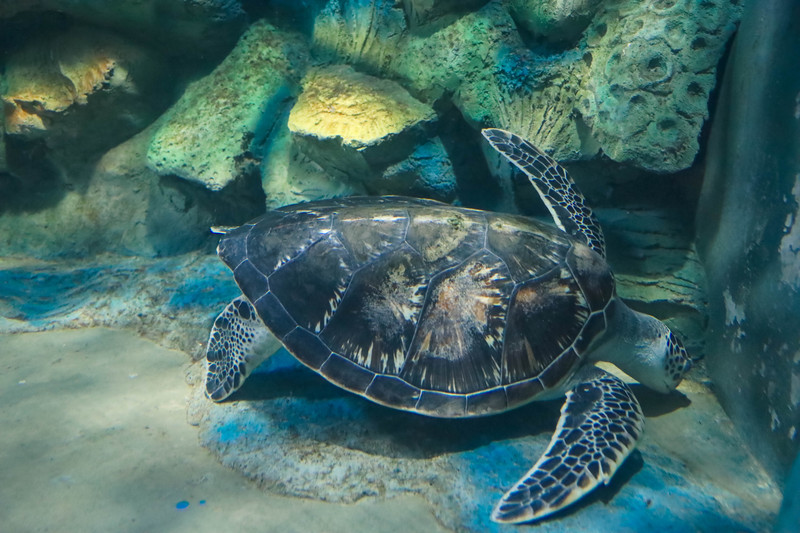 斯里兰卡旅游攻略必去景点,斯里兰卡旅游攻略最佳时间