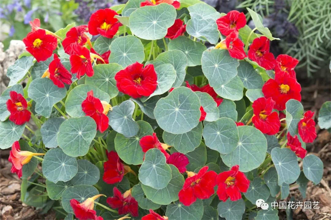 鑺卞崏鍝佺灞曠ず,鏂颁紭鑺卞崏鍝佺灞曠ず