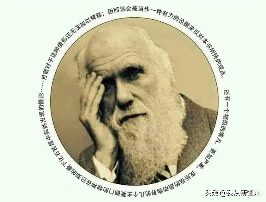 新疆哈密翼龙,天山哈密翼龙