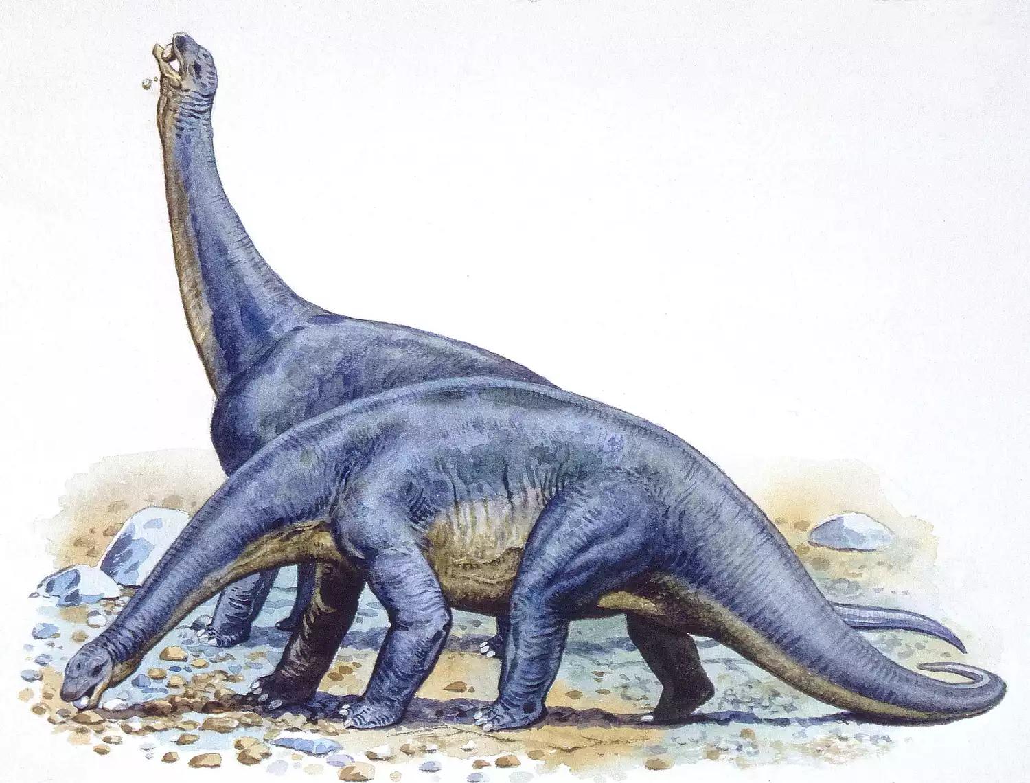 恐龙时代泰坦巨龙与雷龙,泰坦巨龙恐龙化石