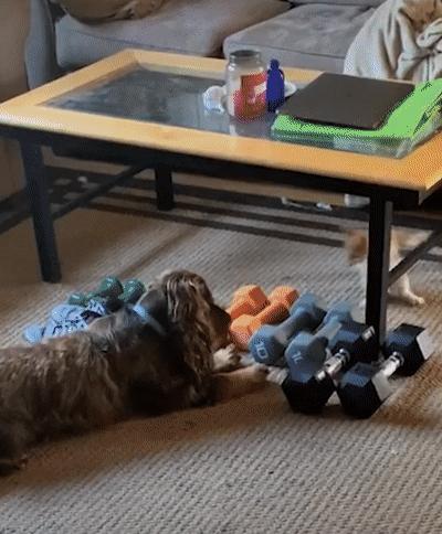 捡来的小橘把狗当妈妈,开始逐渐狗化,一起拆家、听指令、游泳…