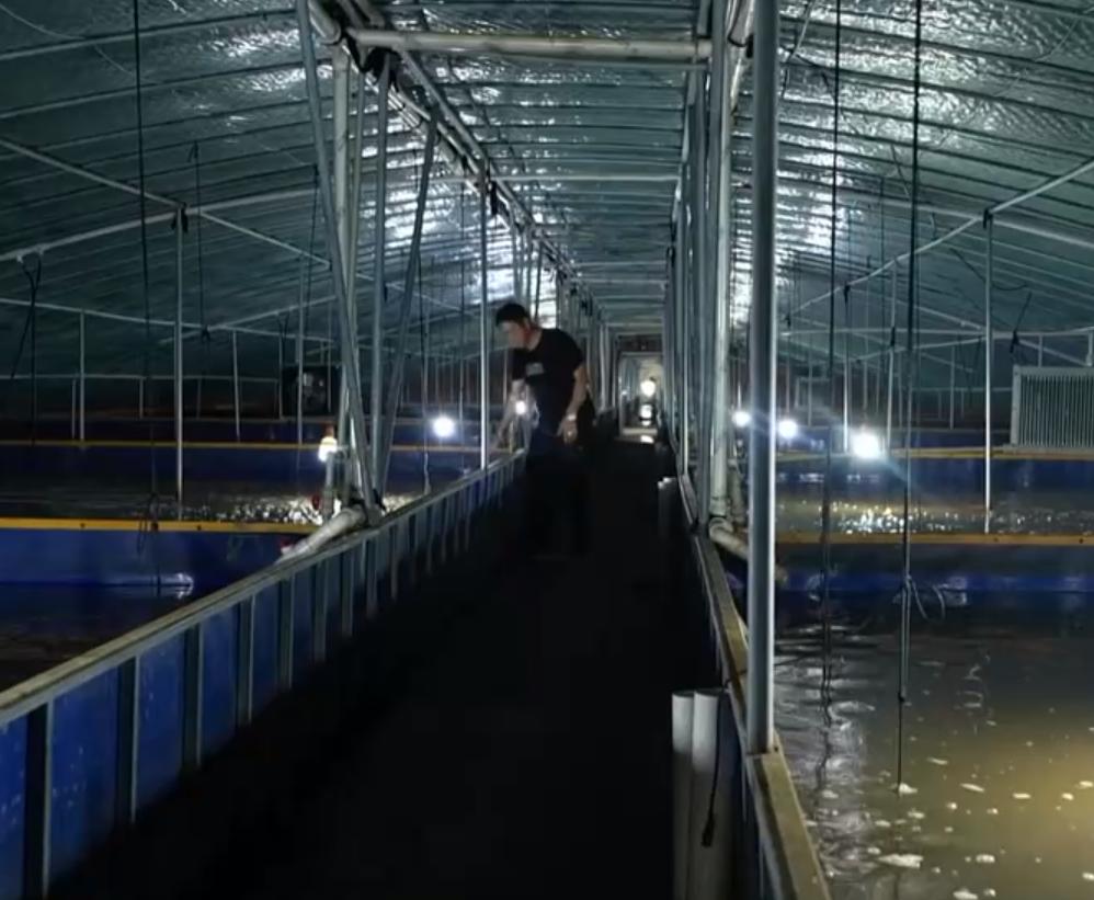 甲鱼养殖大棚建造图,温室大棚养甲鱼一亩能挣多少钱