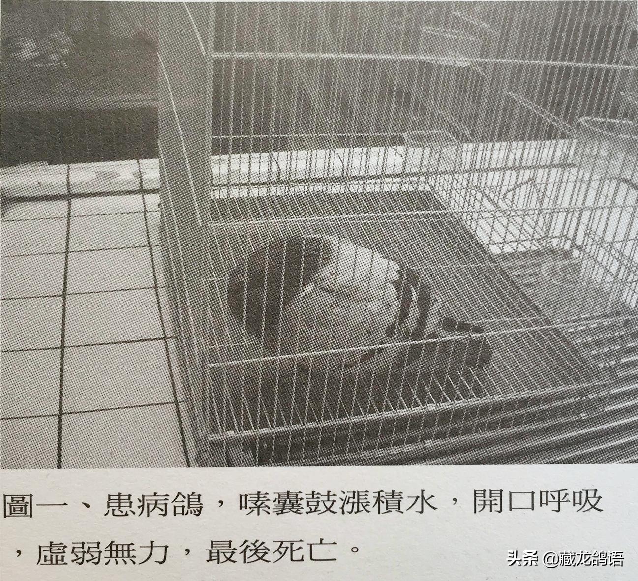 宝宝肠道腺病毒上吐下泻,腺病毒解剖症状