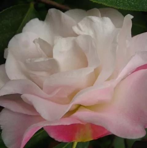 波浪山茶花,海岛山茶花