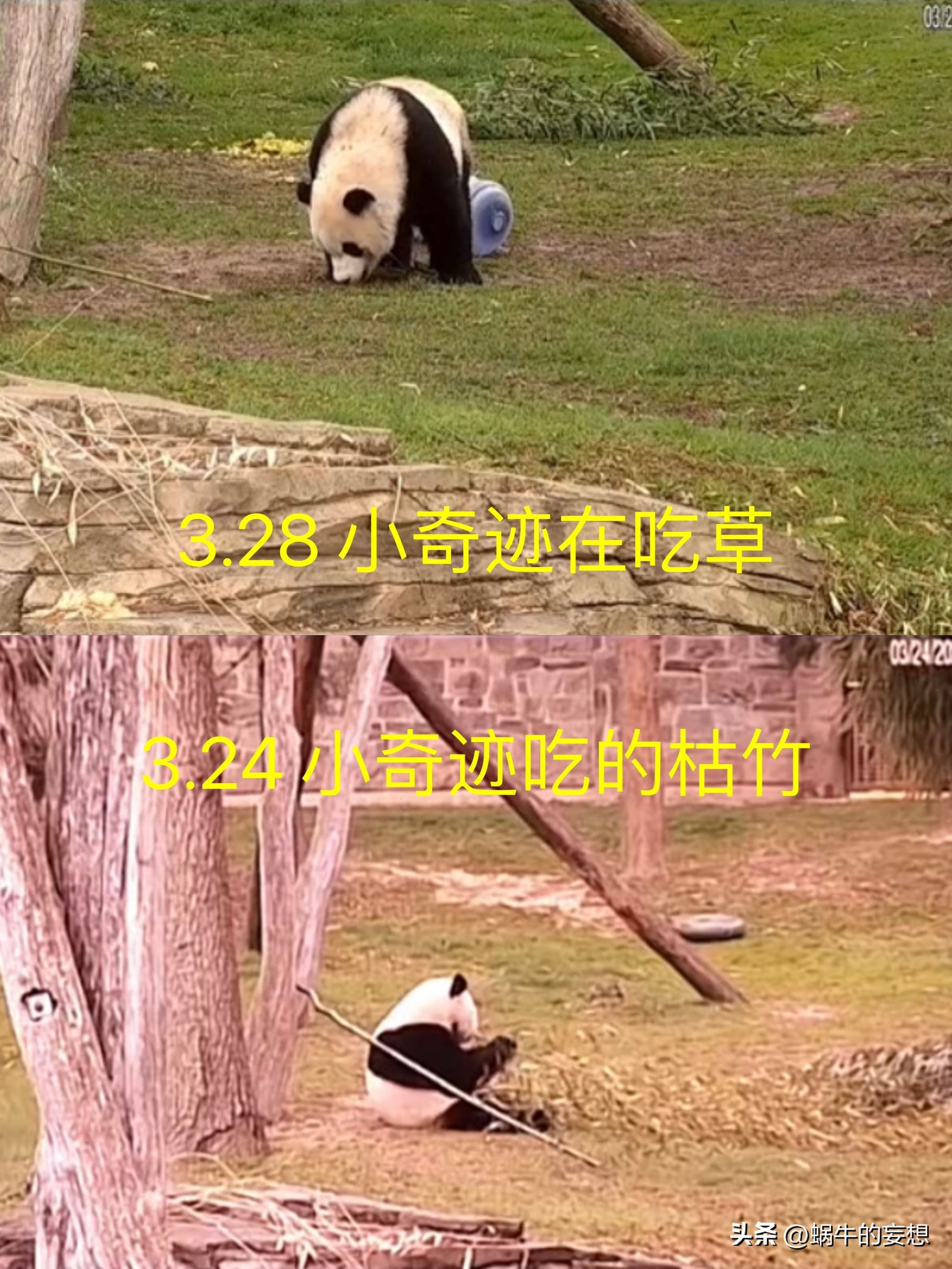 美香一家状况令人担忧,美香得了啥病