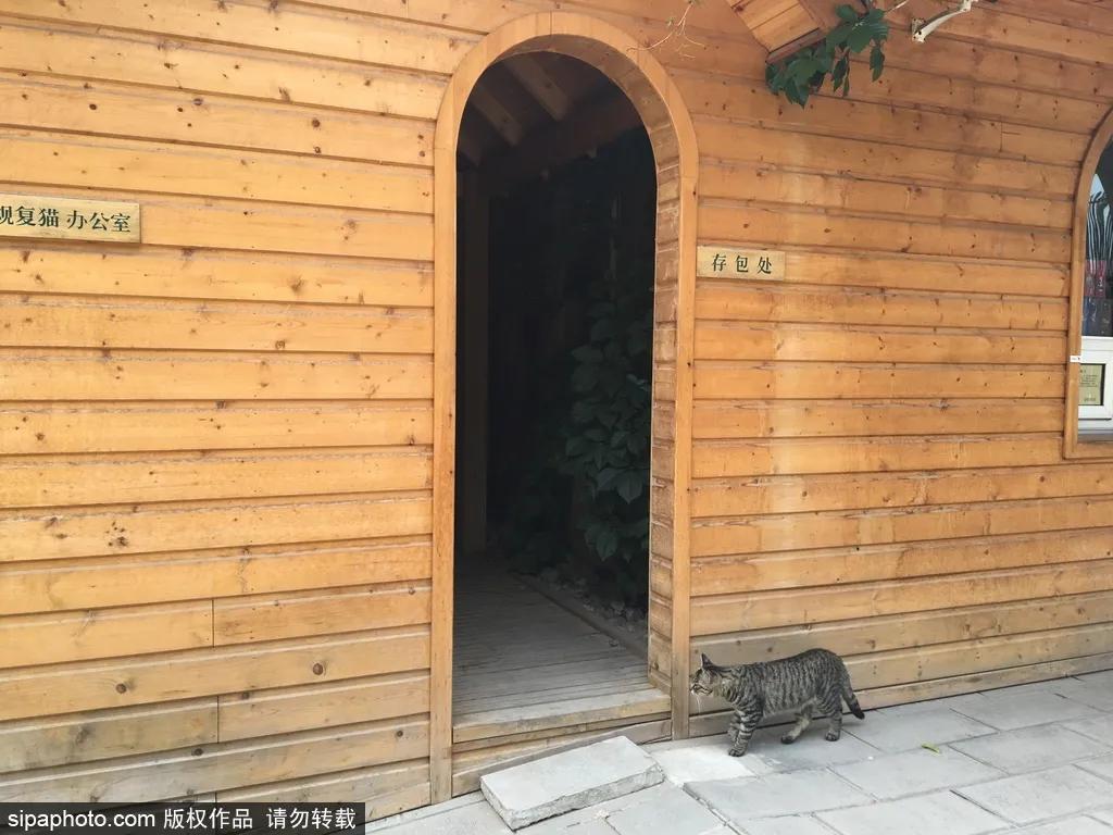 故宫御猫最火的猫,北京故宫的猫为什么叫御猫