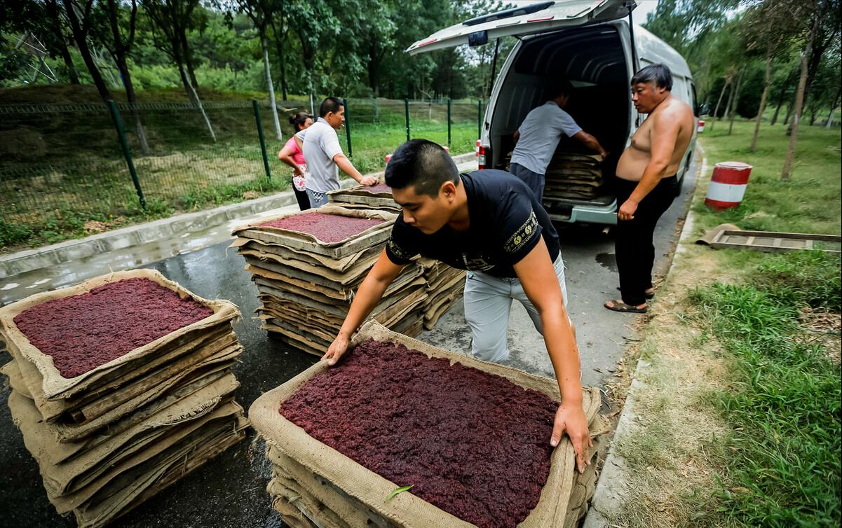 一天能捞100多斤!中国多地出现“捞虫族”,暴利下风险有多大?