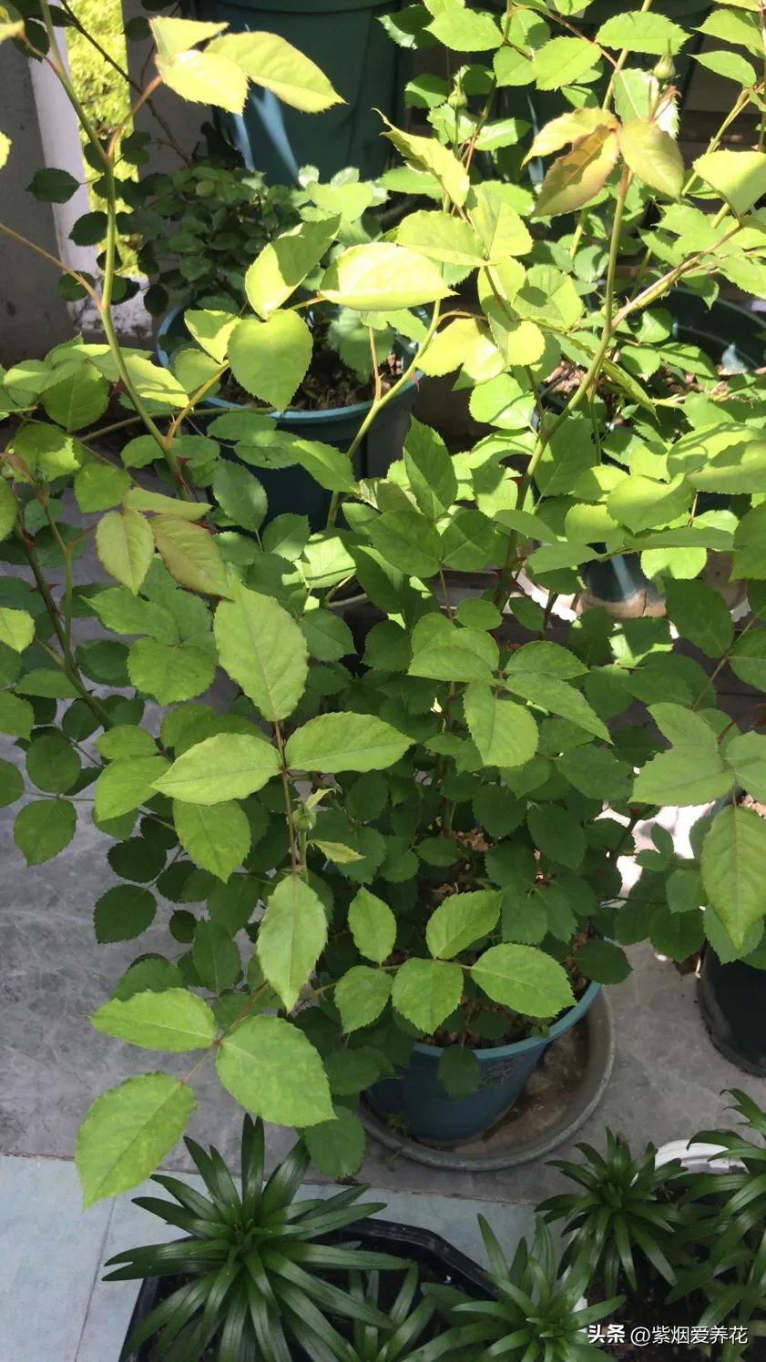 我不禁问自己,靠卖花能攒够钱买高合HiPhiY吗?