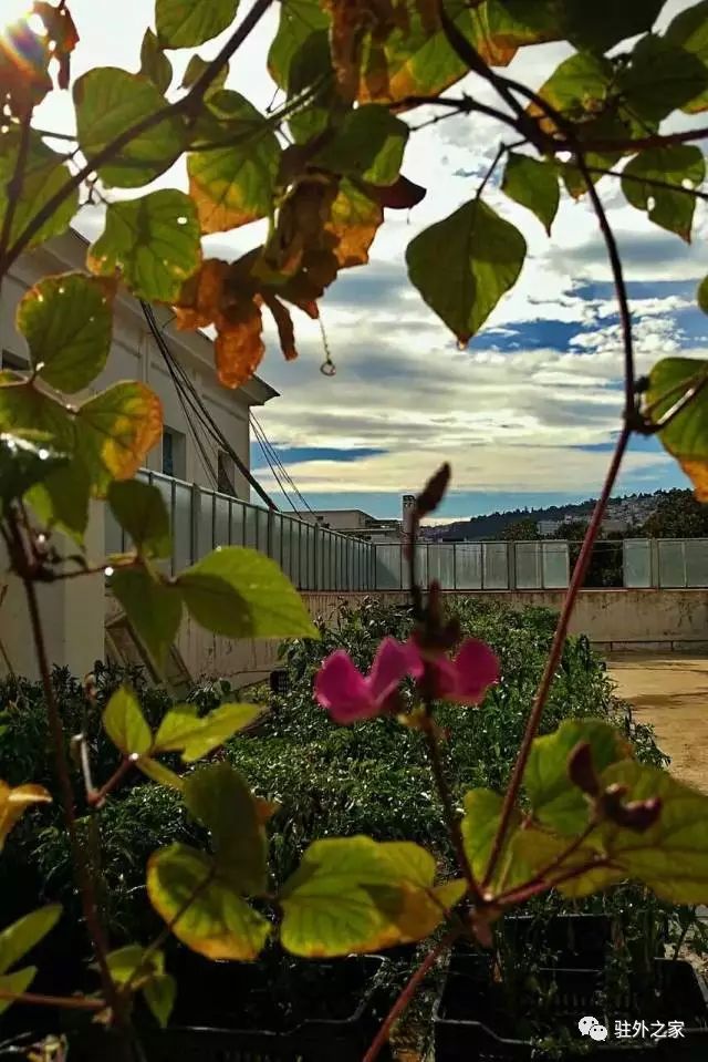 驻外人的“花花世界”——且看菜园变花园