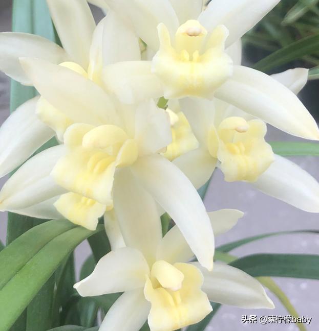 分享五种漂亮花卉,分享一款好看的月季