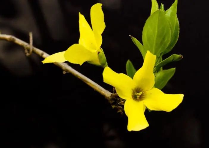 植物标本采集制作图,植物标本的采集制作与保存