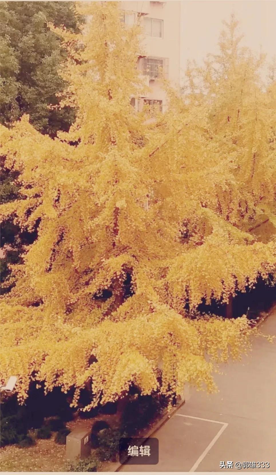 能否让行道树与路名相匹配？