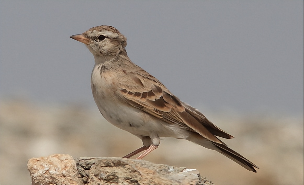 鸟儿大全高清图,高清珍稀鸟动态图片大全