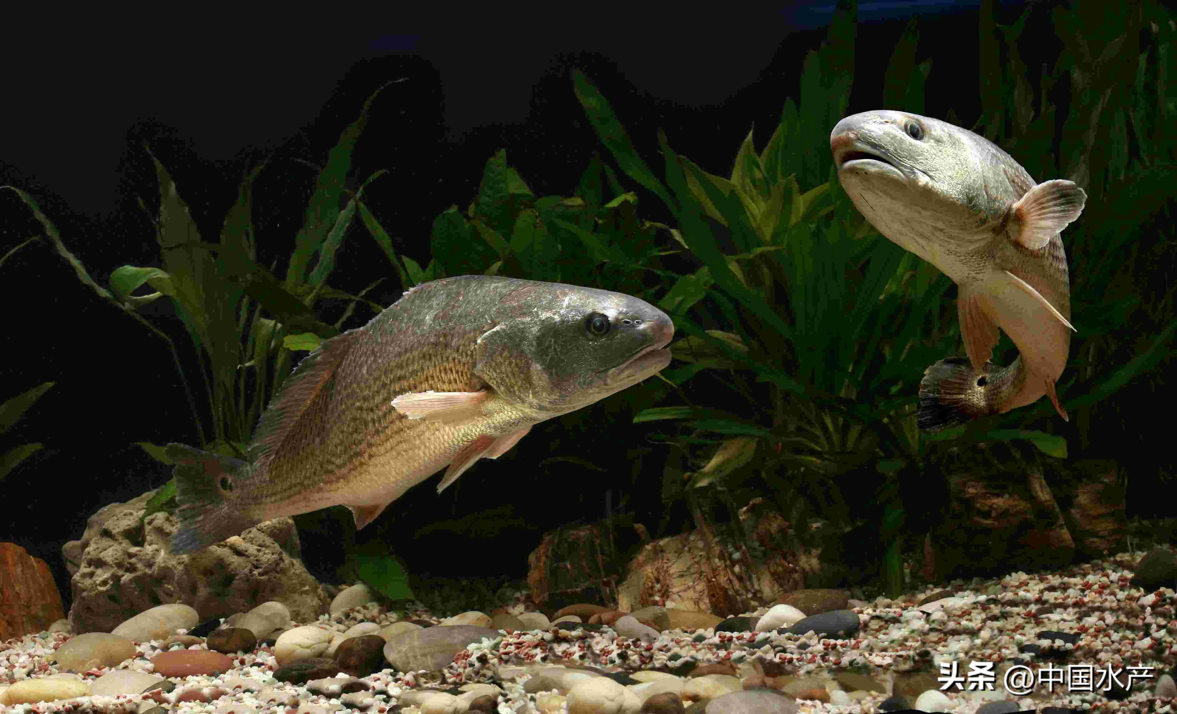 水生外来物种入侵防控工作方案,水生动物防疫