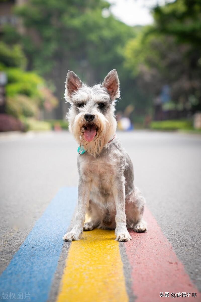 什么狗最好看最便宜最好养,世界上最强的十种狗