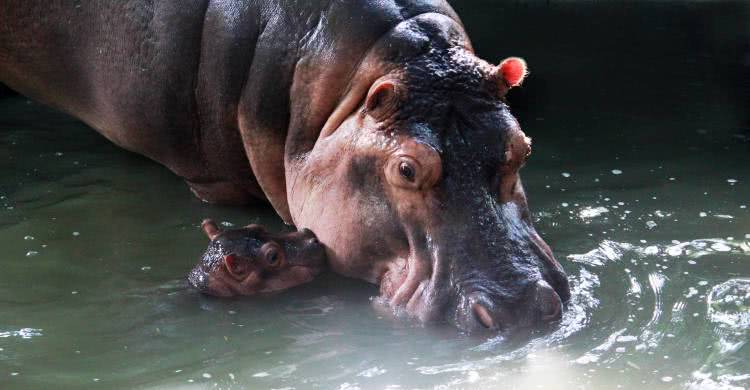 广州长隆熊猫酒店蝴蝶谷,广州长隆熊猫主题酒店五一
