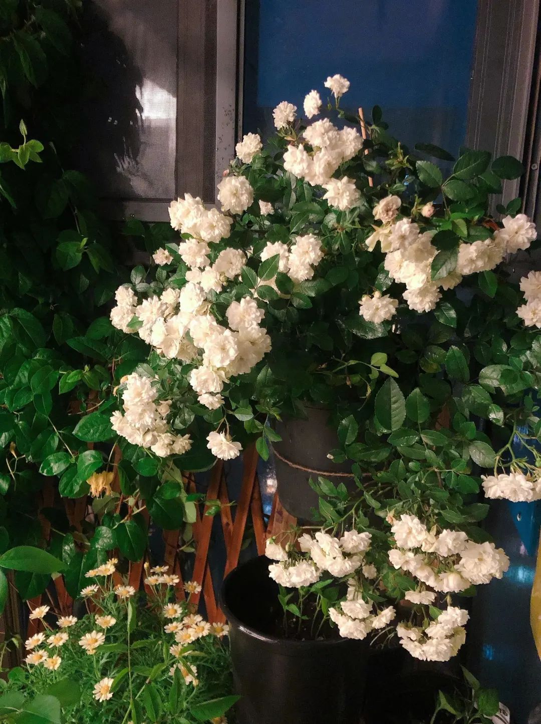 最好看的浓香的绿月季花,绿冰阳台月季