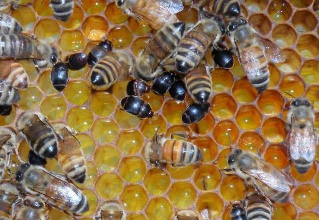 蜜蜂养殖注意事项及禁忌是什么,蜜蜂养殖要注意事项和方法是什么