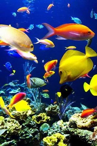 海底世界高清大图壁纸,手机动态海底世界鱼壁纸
