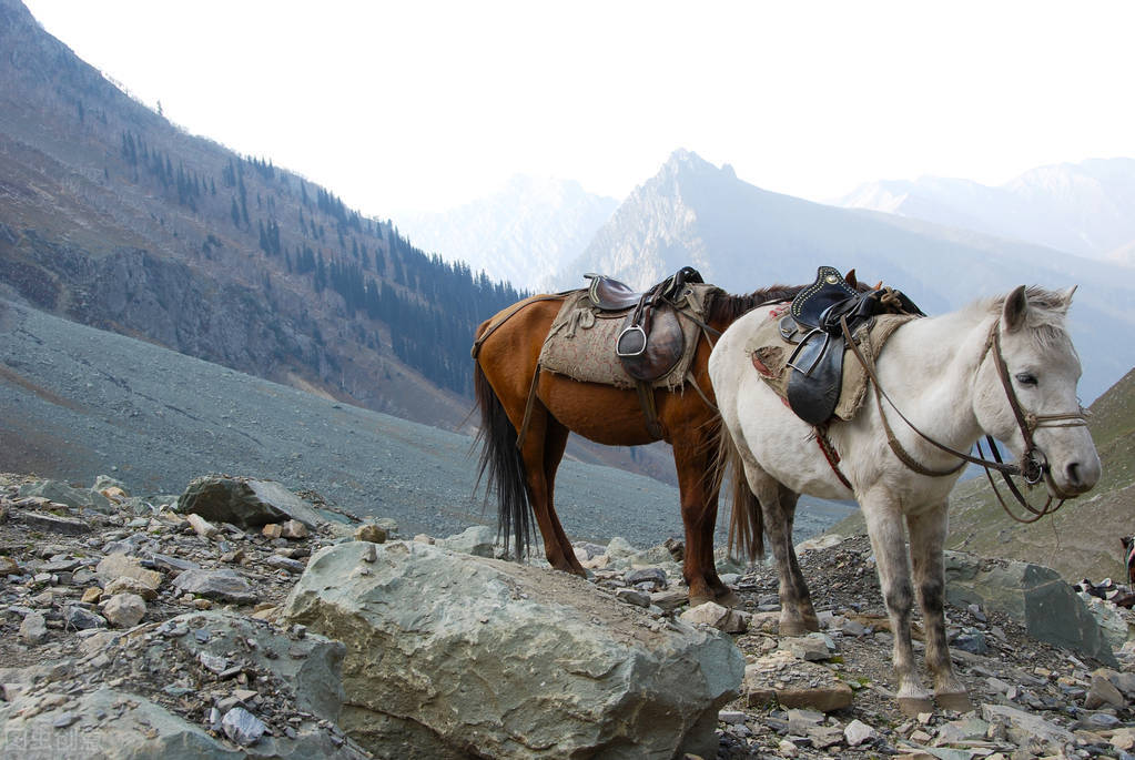 臭马肉离不开花椒油炸是什么意思,马肉和骡子肉和驴肉哪个肉更好呢