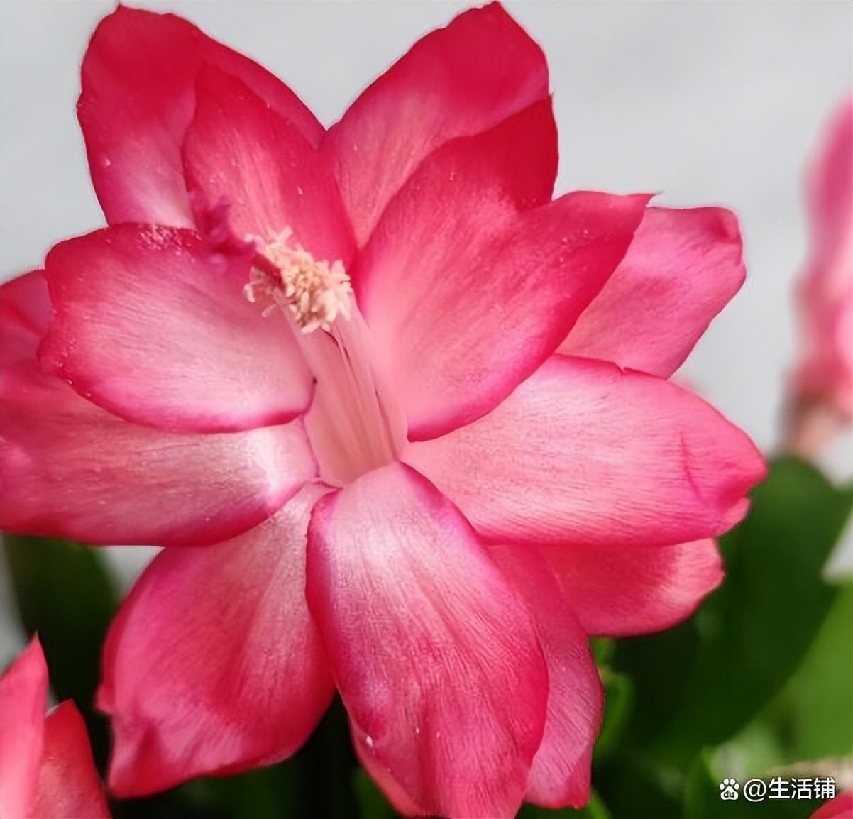 蟹爪兰烂根最好的处理方法,蟹爪兰烂根的补救方法和注意事项