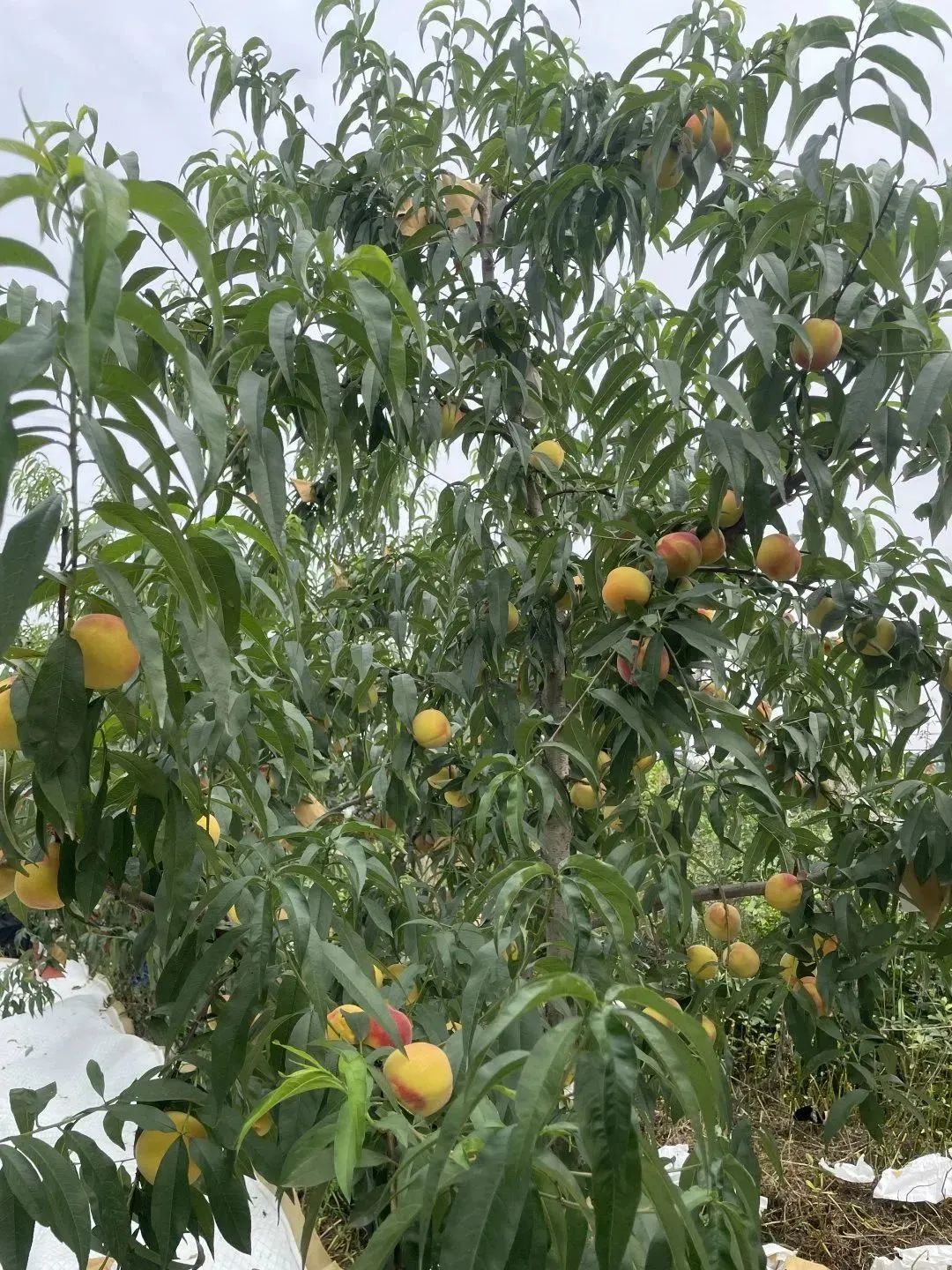 摘蓝莓桃子,摘蓝莓草莓樱桃桃子