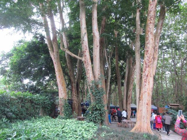 大自然中树有哪些秘密呢,神奇的大自然神奇的树