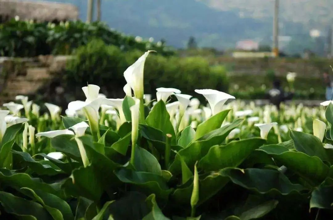 马蹄莲开花后的养殖方法,马蹄莲开花期间养护注意事项
