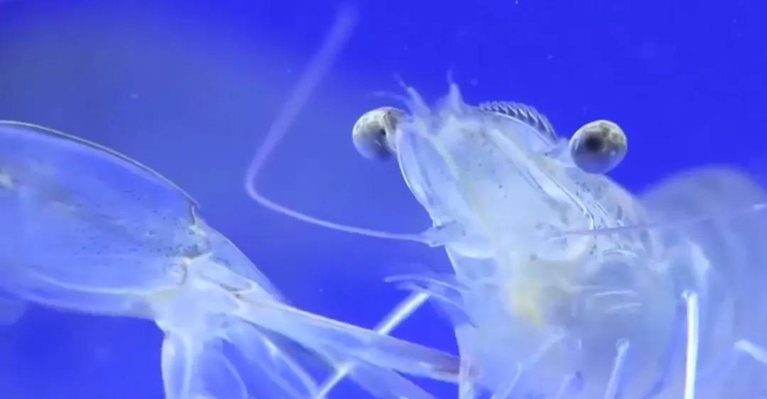 一分钟带你了解对虾肝肠孢虫,对虾肝肠孢虫苗期能看出来吗