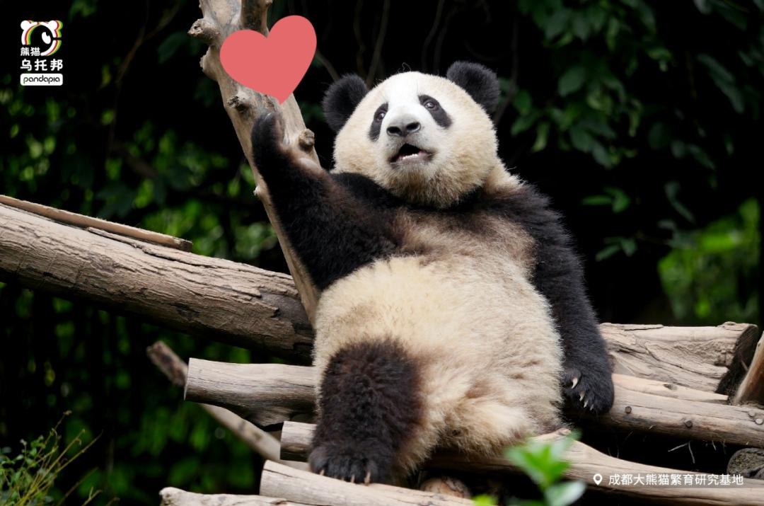 真正的熊猫和实际上的熊猫,最黑的熊猫是什么样子