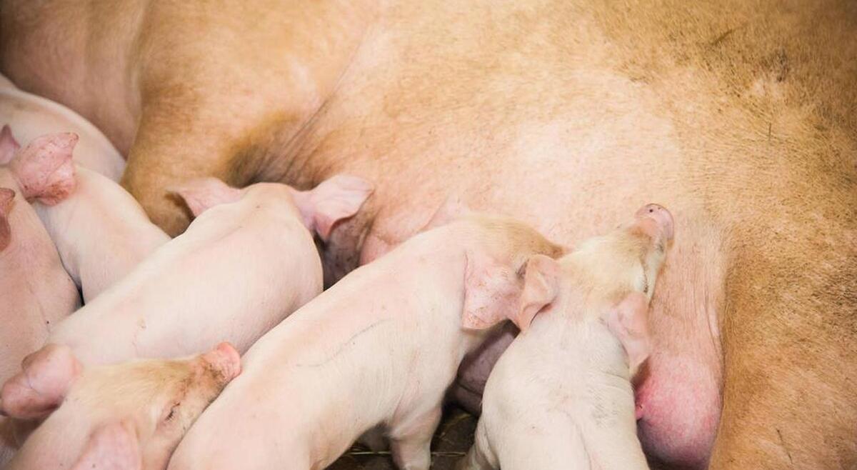 母猪子宫炎怎么治疗预防,母猪子宫炎最快的解决方法