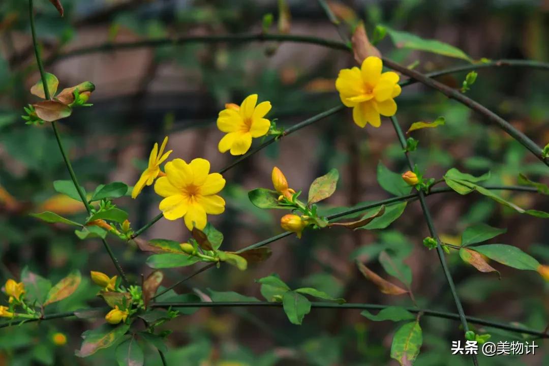 迎春花是不是在春天开放,春天真的要来了迎春花开了