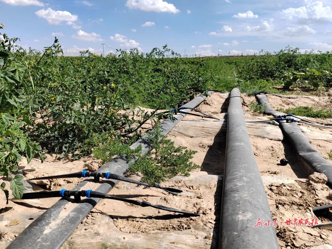 撂荒地治理措施及成效,撂荒地整治有哪些难题