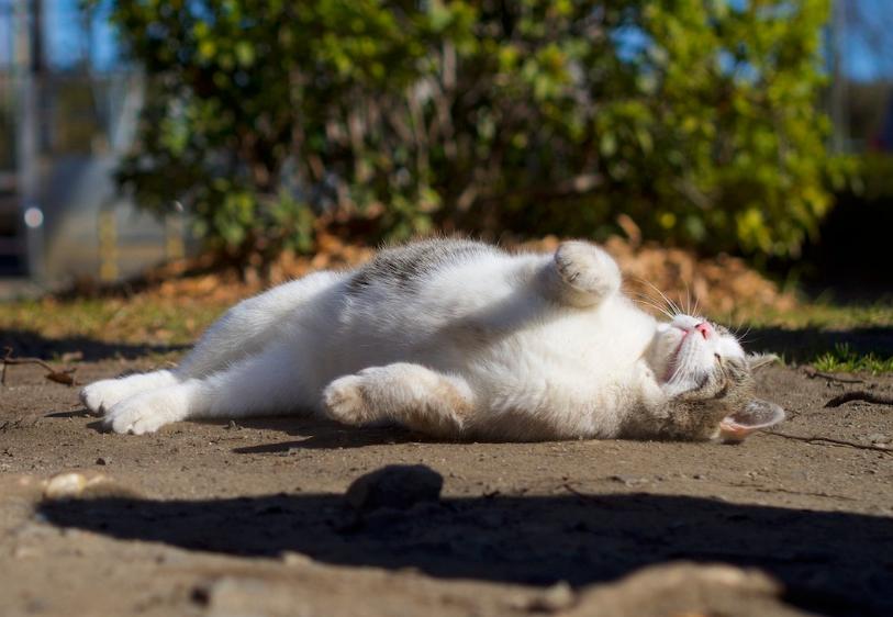 最简单的流浪猫图片大全,最美的一只流浪猫图片
