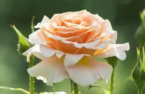 蓝颜知己是什么意思,蓝颜知己小说完整版