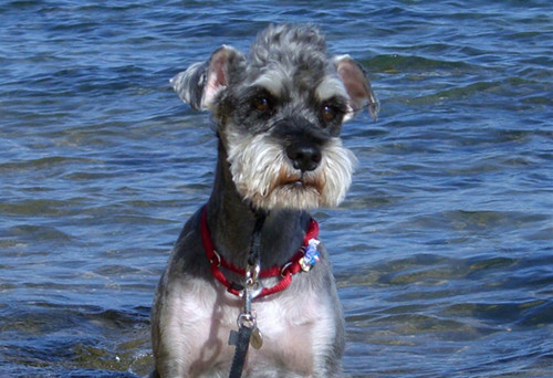 雪纳瑞爱叫还是泰迪爱叫,雪纳瑞爱叫吗